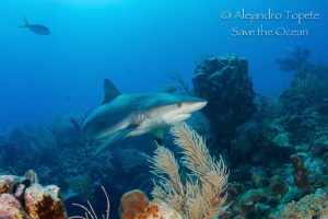 Caribbean Reef Shark, San Pedro Belize by Alejandro Topete 